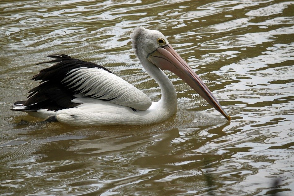 Pelican on the water in a natural environment