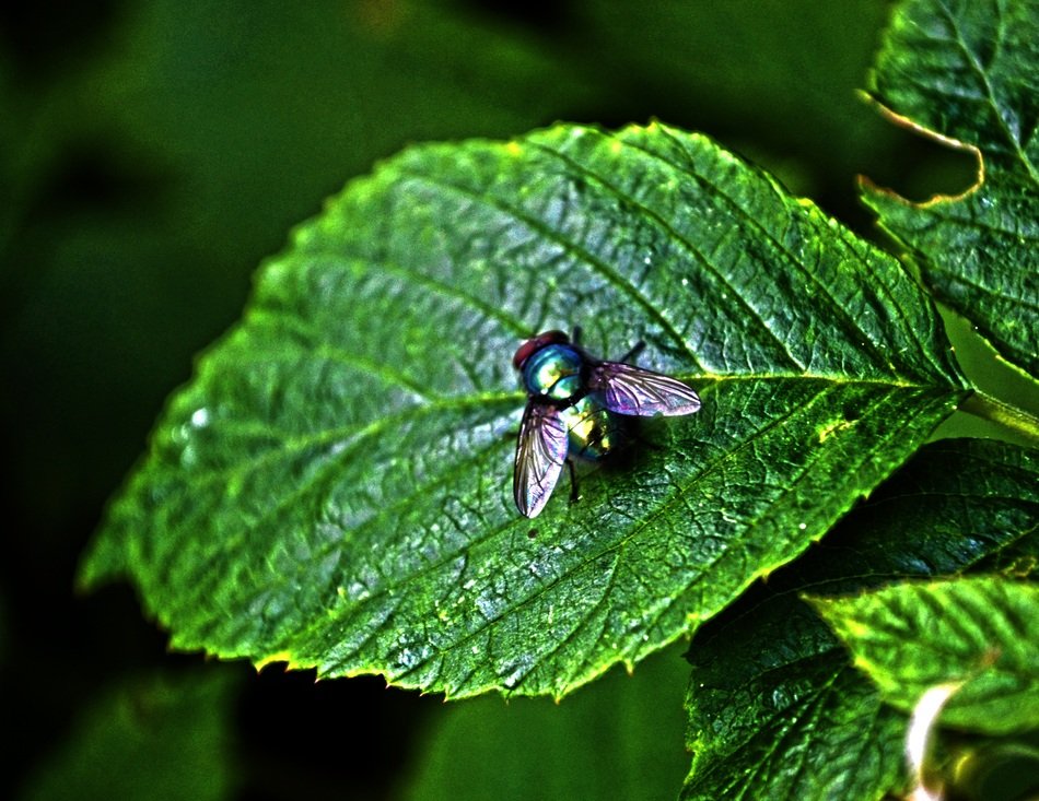Macro photo of the fly on the leaf