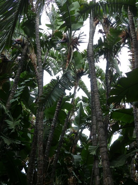 White caudata in the palm forest