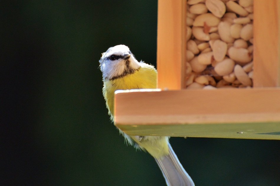 Bird near the grain