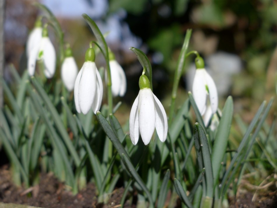 white snowdrop, Galanthus in garden