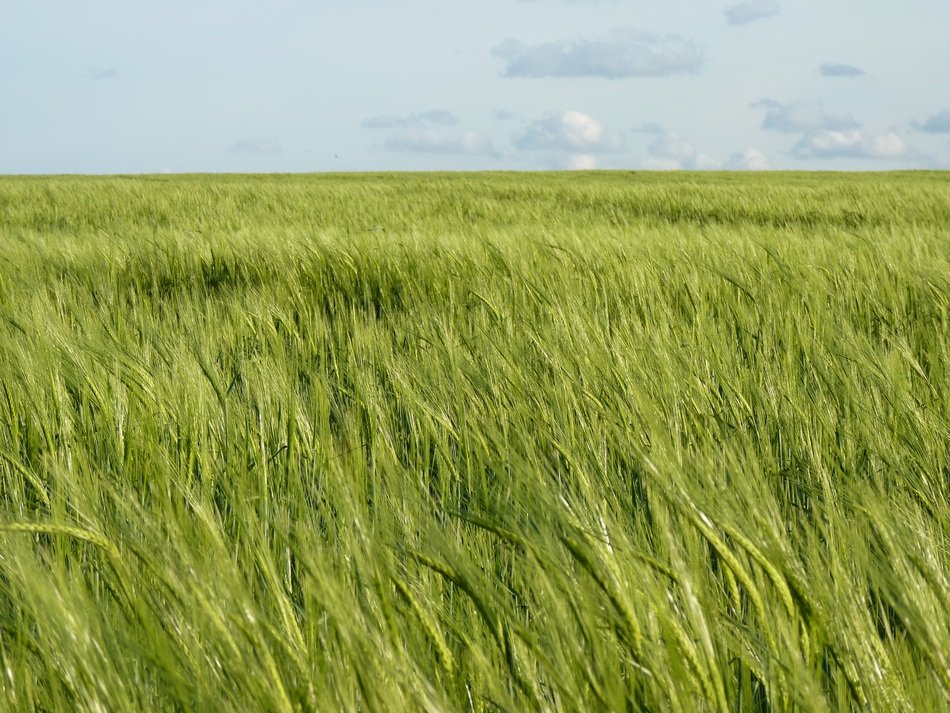 field of cereals