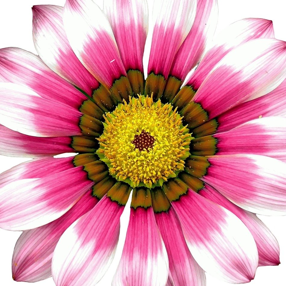 Macro photo of the pink and white flower clipart