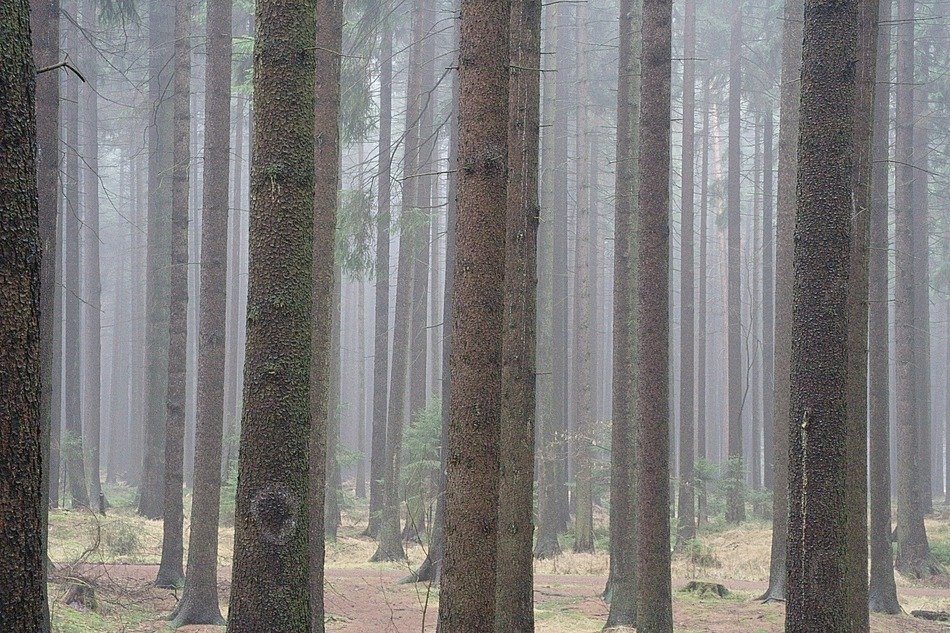 forest fir autumn