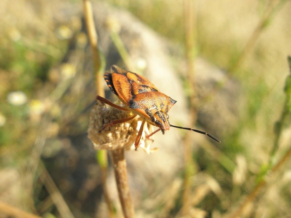 insect with a mustache on a flower