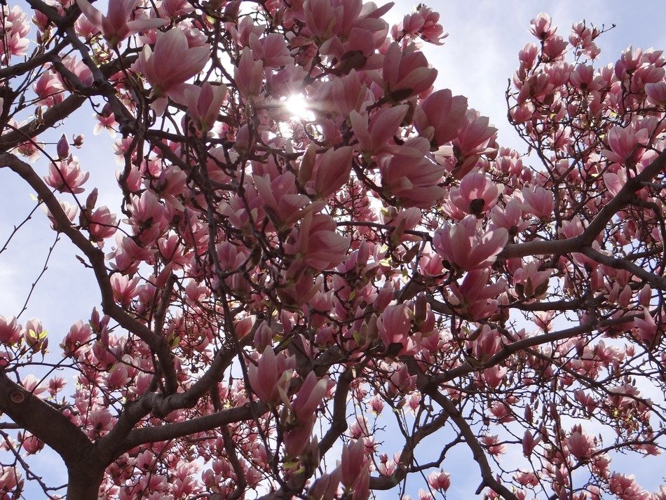 blooming pink tree in mongolia