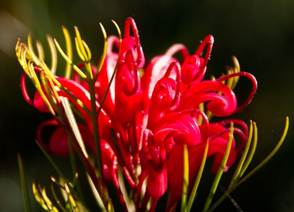 grevillea flower floral bloom