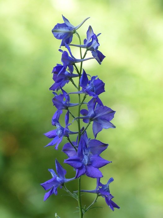 garden feldrittersporn flower