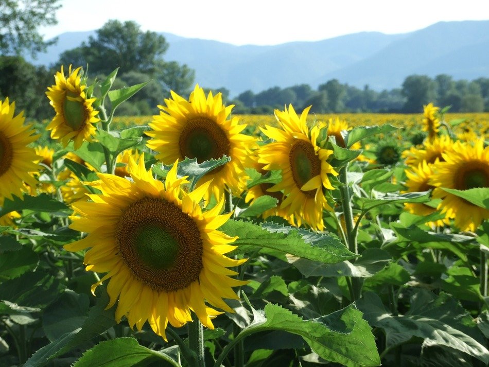 very beautiful sunflowers