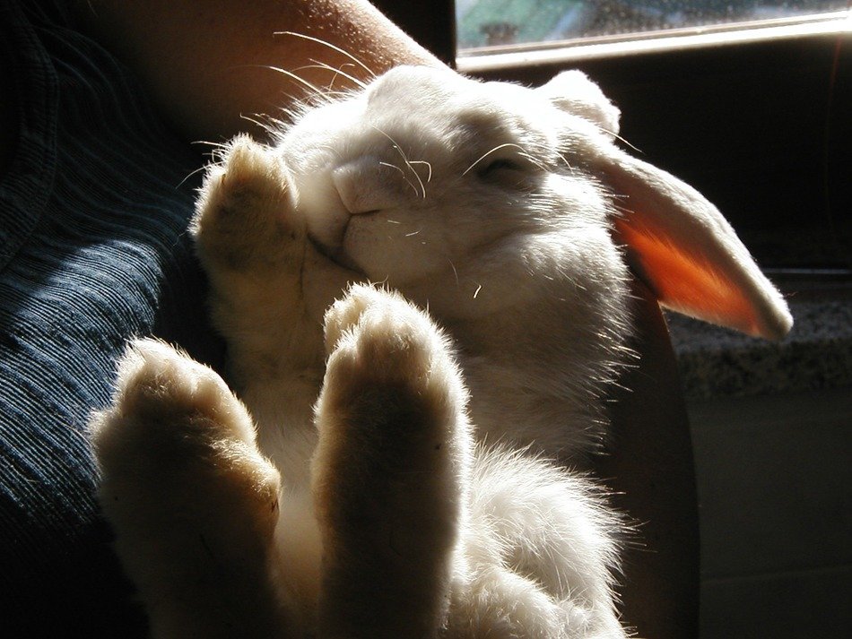 White rabbit in the sunlight