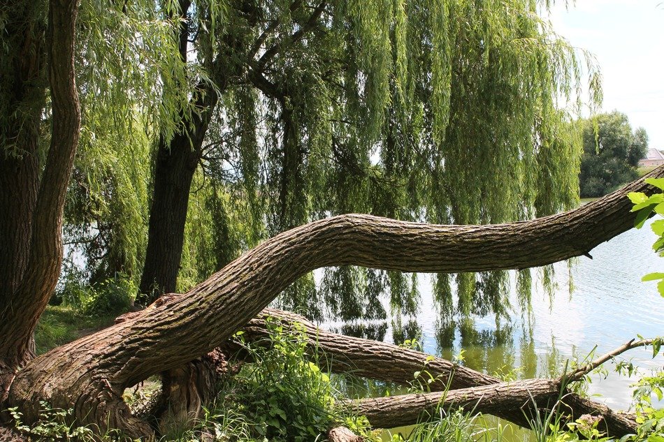 green branches of willow over water
