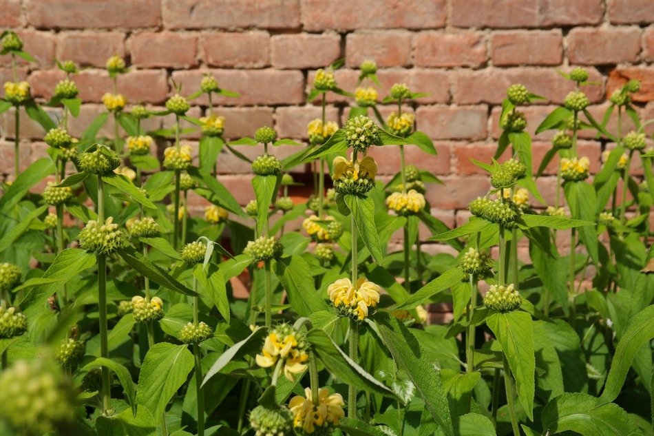 yellow phlomis russeliana flowers