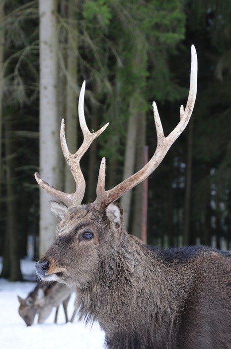 deer in Hellenthal