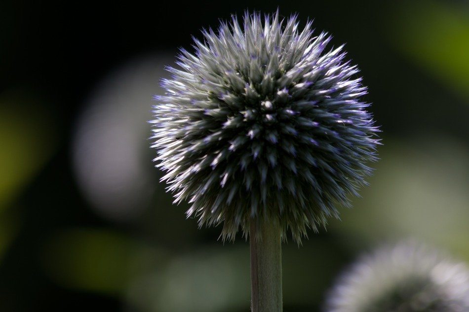 Echinops close-up