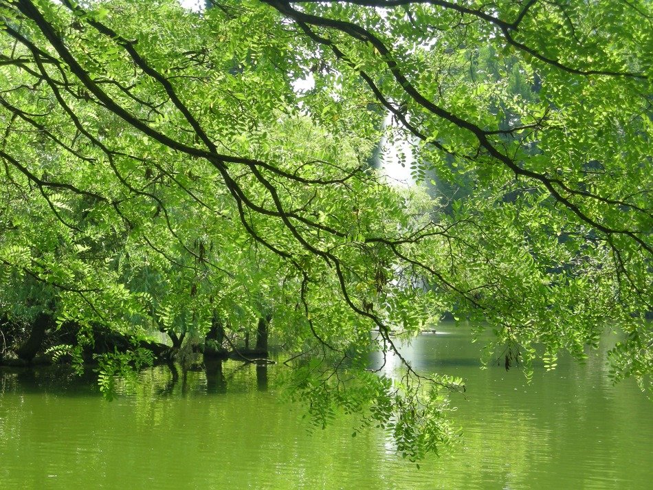 Green leaf trees