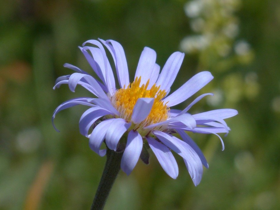 blooming of beautiful alpine aster at blurred background