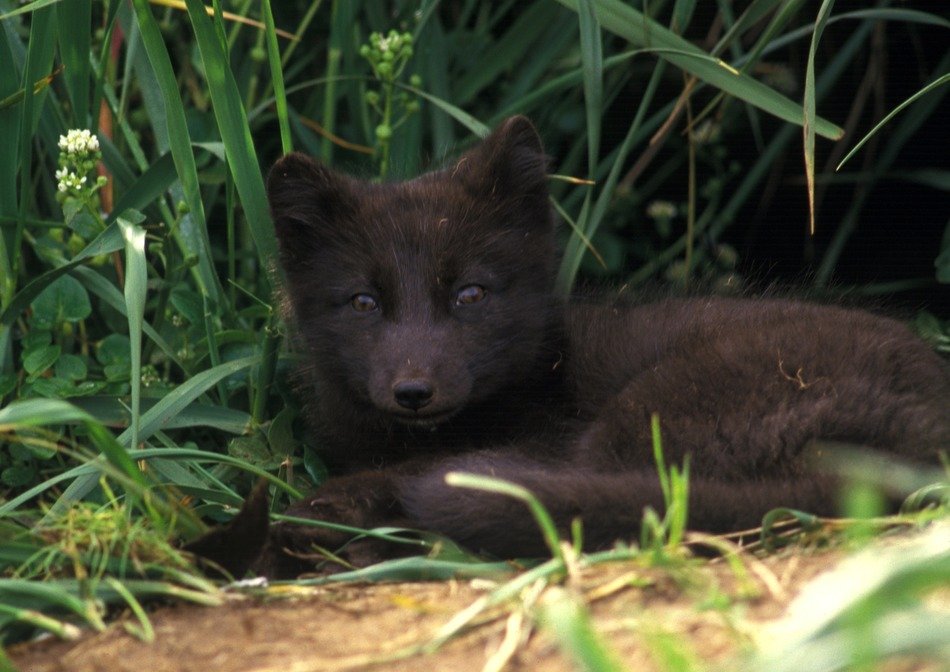 arctic fox in the wild