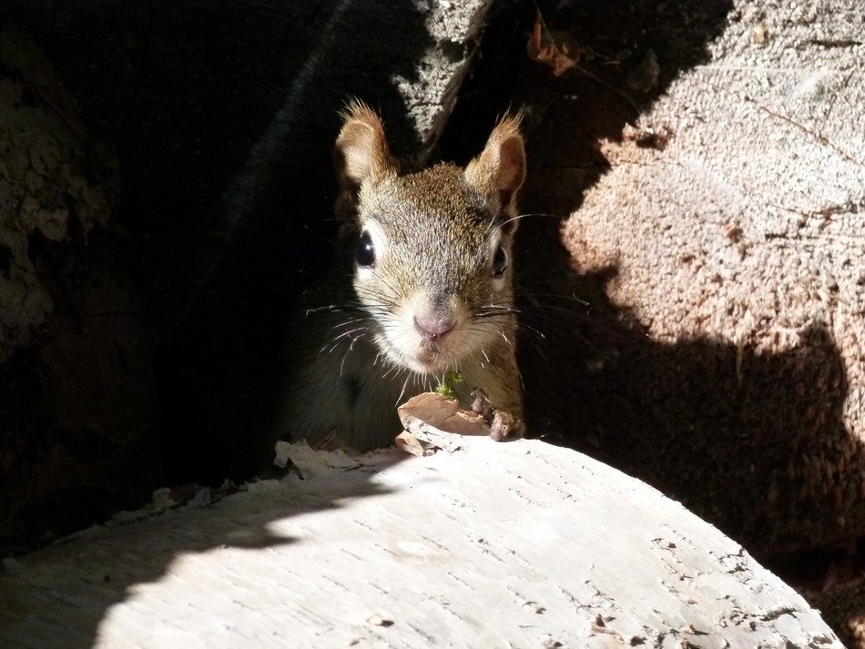 squirrel in sunlight
