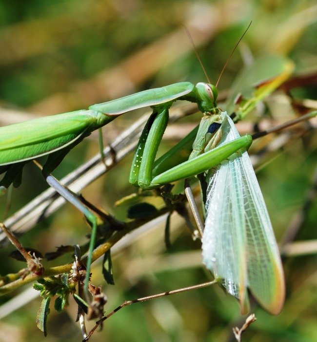 Picture of the green insect