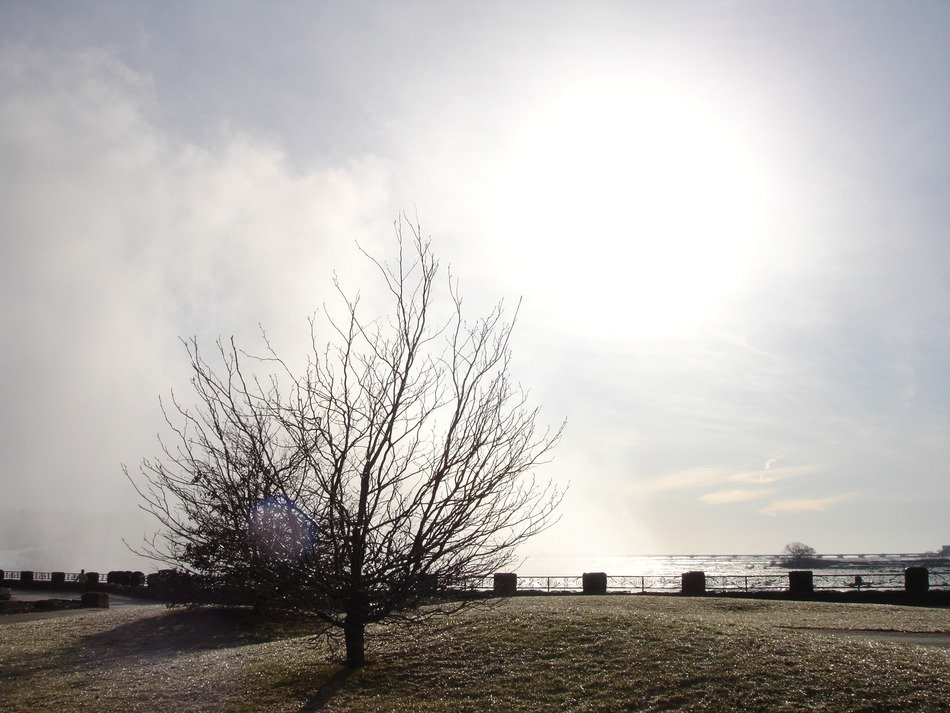 tree on the embankment in autumn