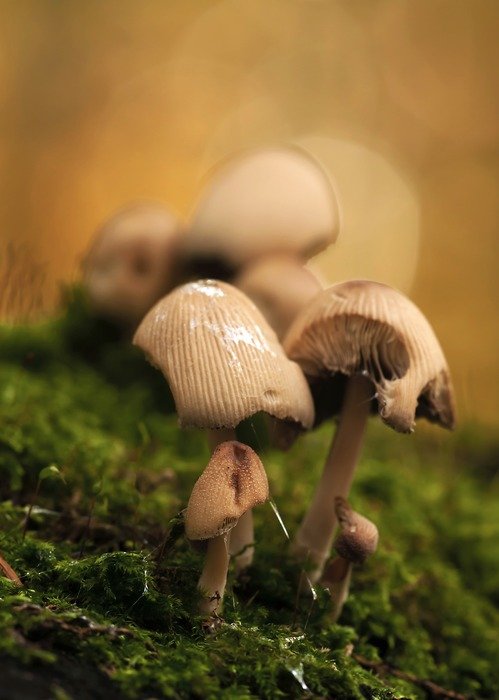 group of small mushrooms on moss