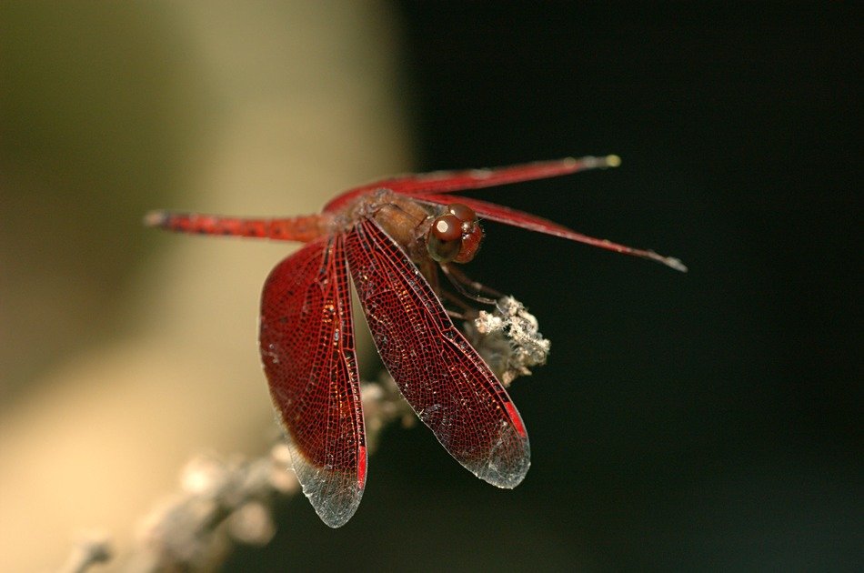 dragonfly insect red