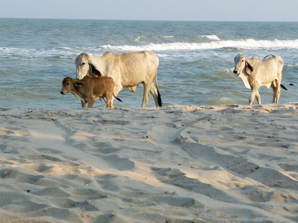 cows on the beach in Thailand