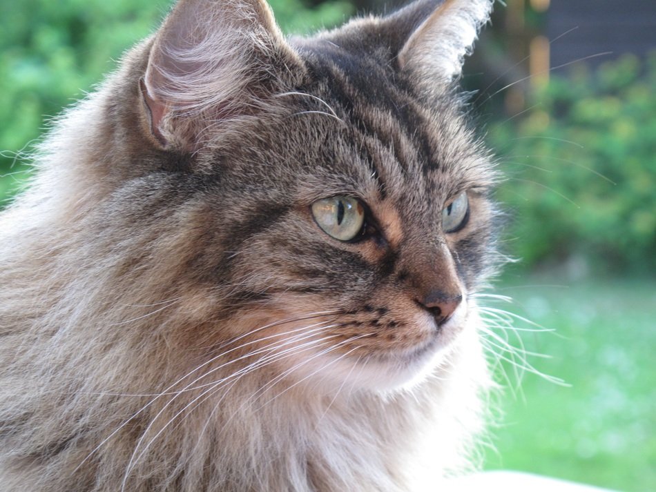 beautiful and delightful tabby cat