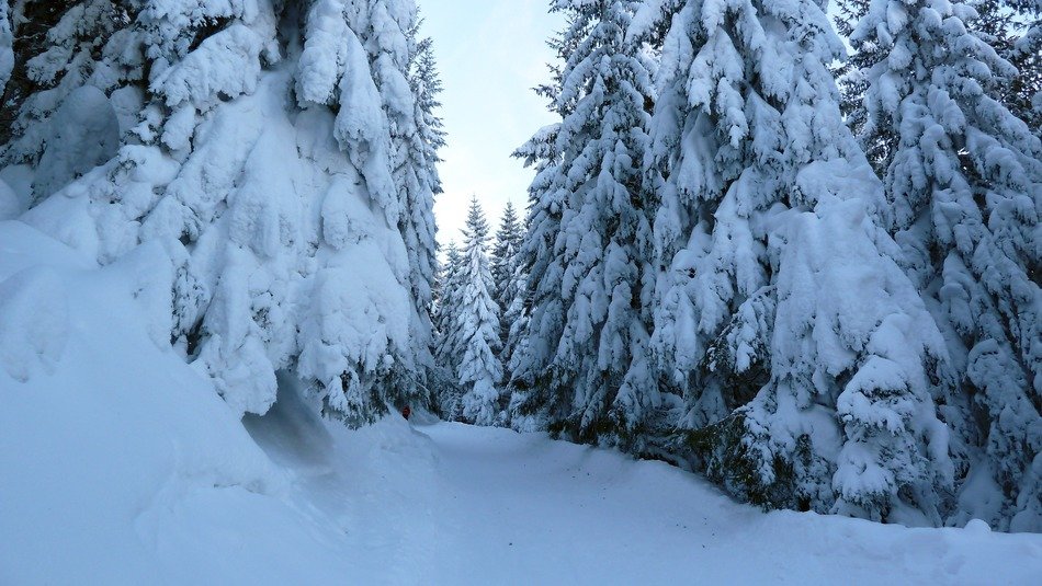 ski tour in the woods