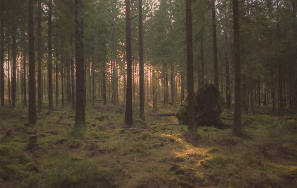a picture of a pine forest in Switzerland on a postcard