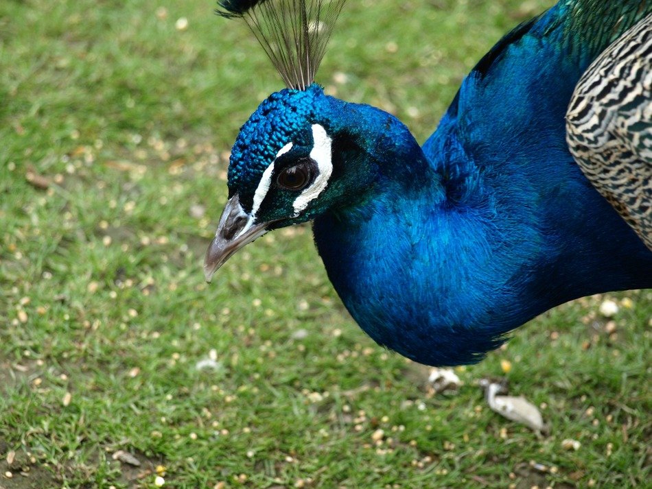 peacock in the meadow close-up