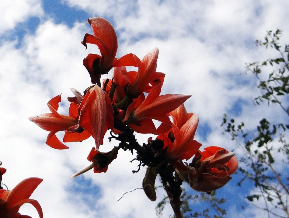 palash flowers