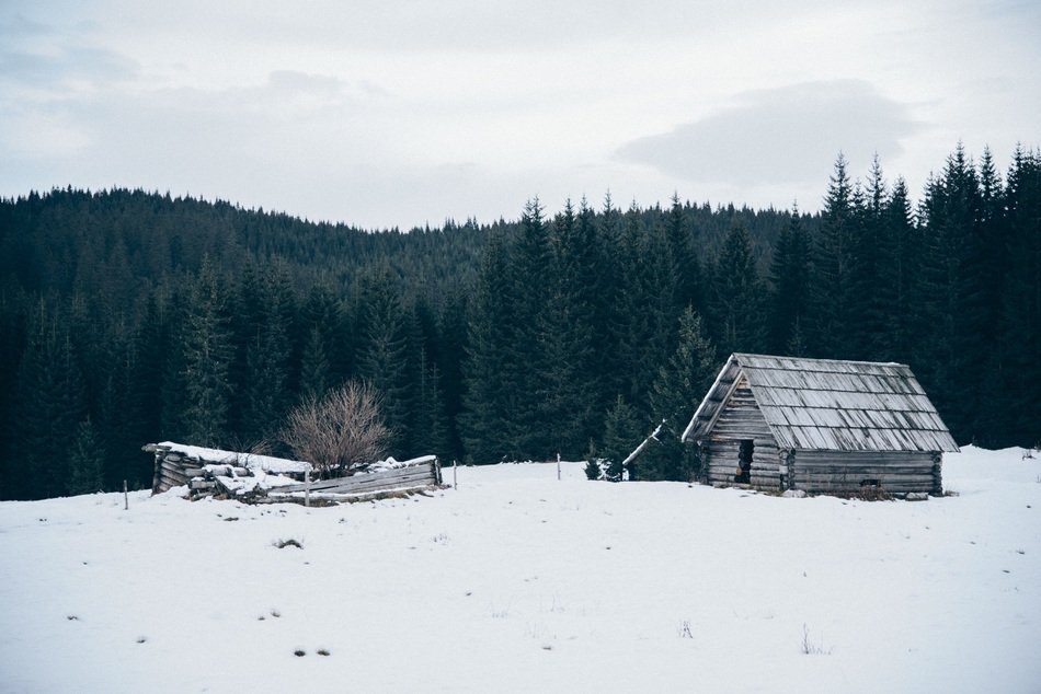old barn on a snowy field on the background of dense forest
