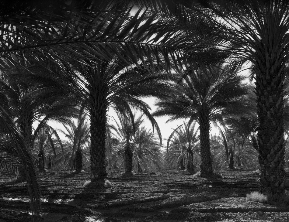 coachella palm tree valley california