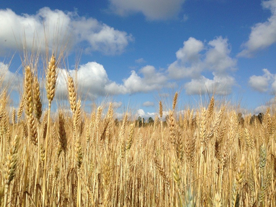 Field of the wheat