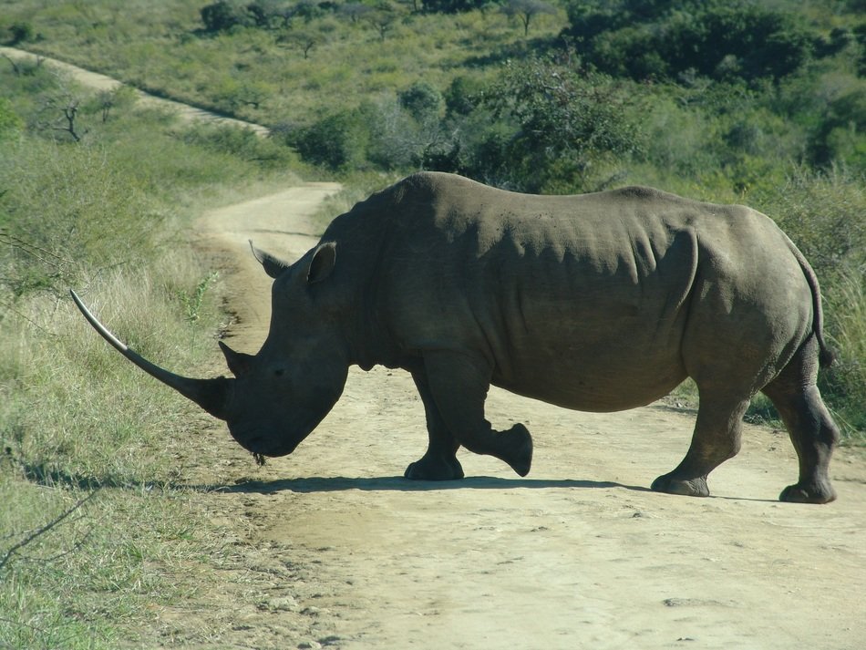 big rhino is crossing the road