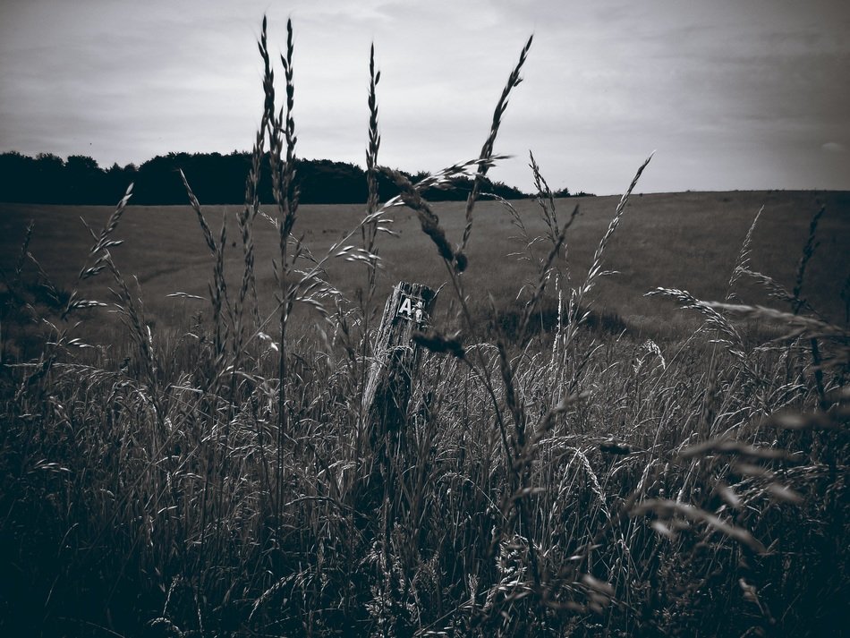 wild grass field in black and white image