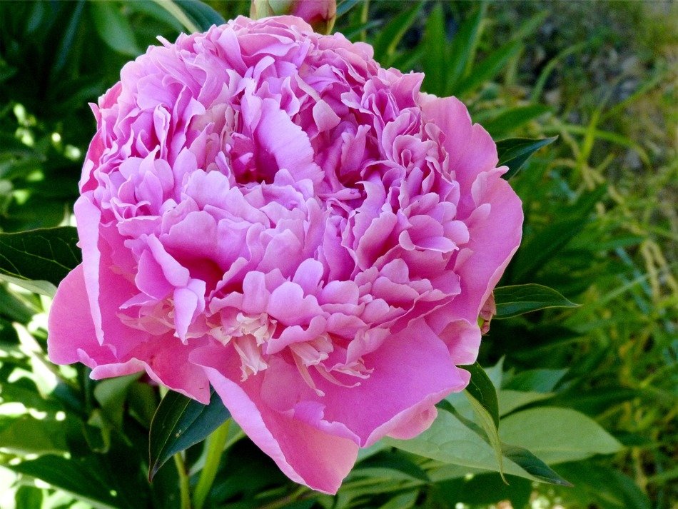 delicate pink peony on a bed in the garden