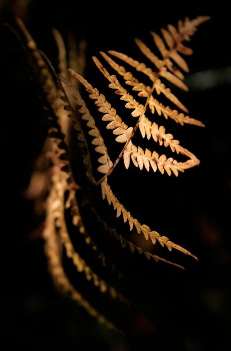 fern in the dark closeup