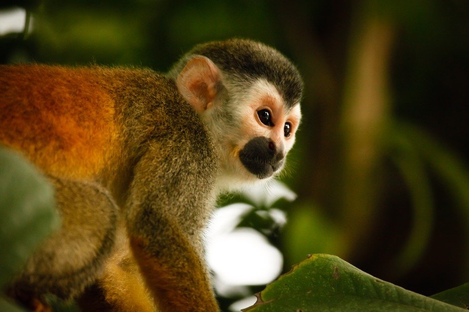 closeup photo of Cute beautiful monkey on the tree