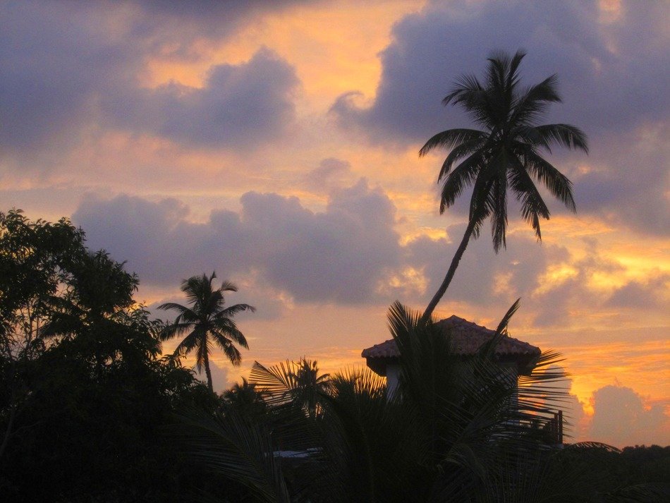 palm trees in the evening light