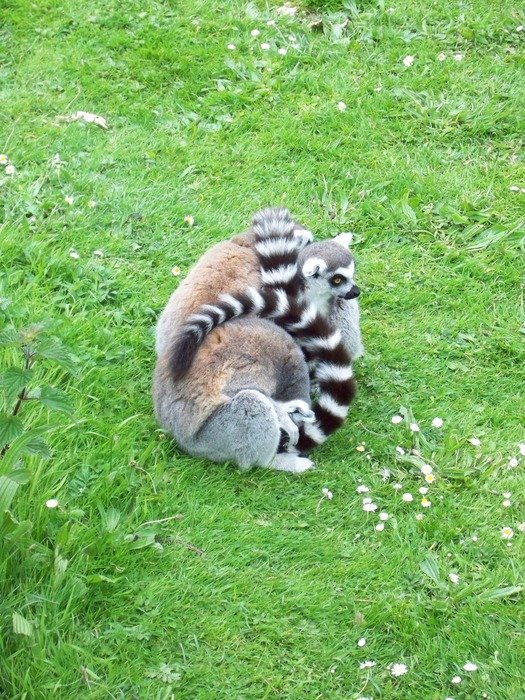 cute furry lemurs on green grass
