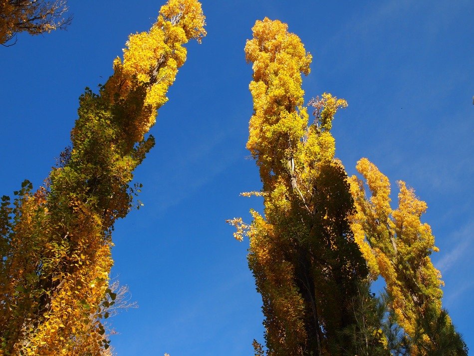 high poplars against the blue sky