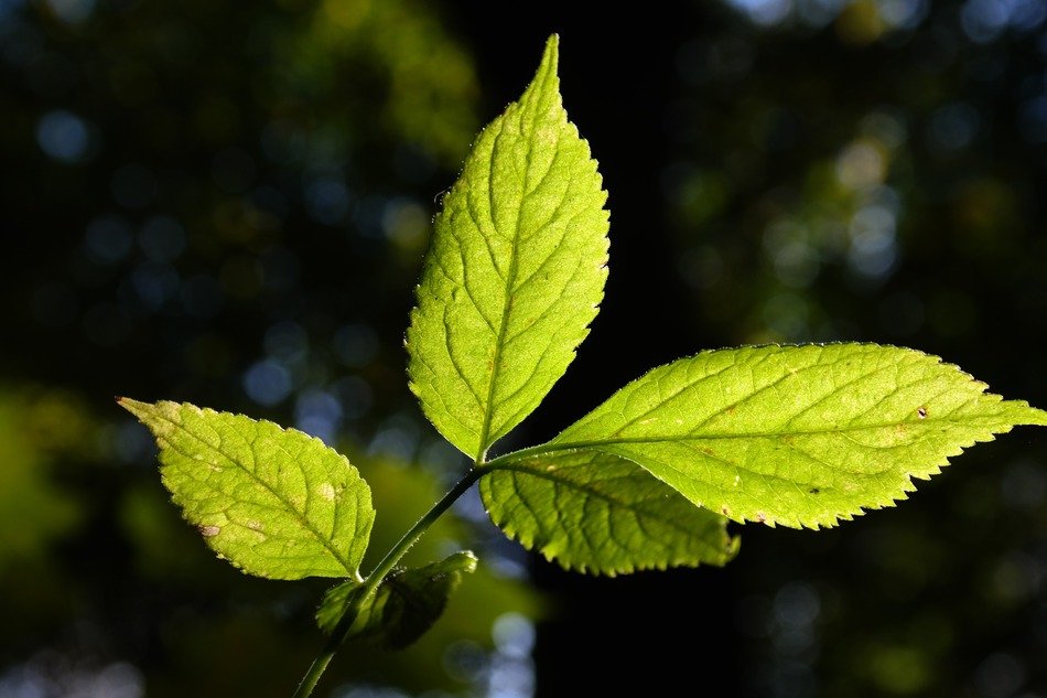 closeup of green elder leaf