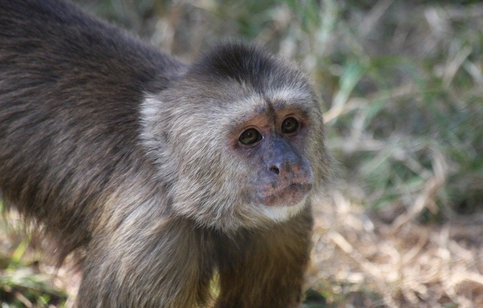 cute monkey in the nature of a reserve