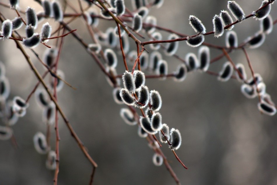 Macro photo of the osier