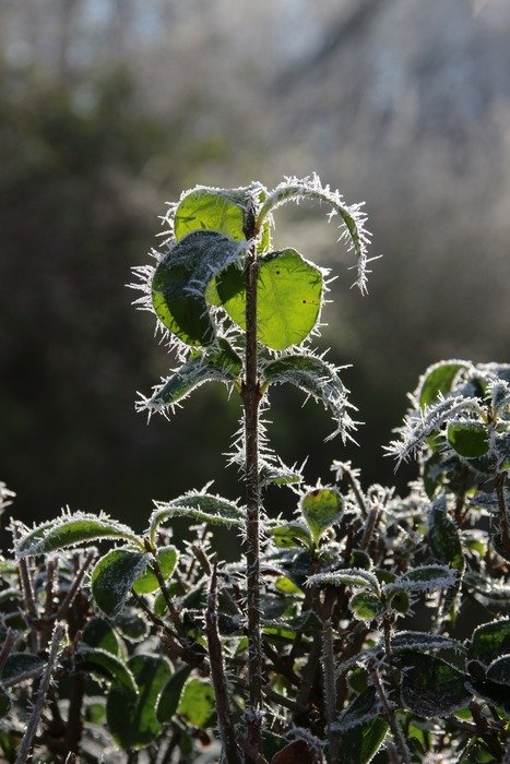 Macro Picture of frozen plants