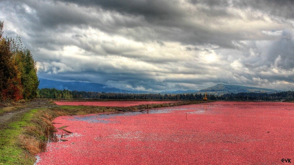 landscape of the red fields
