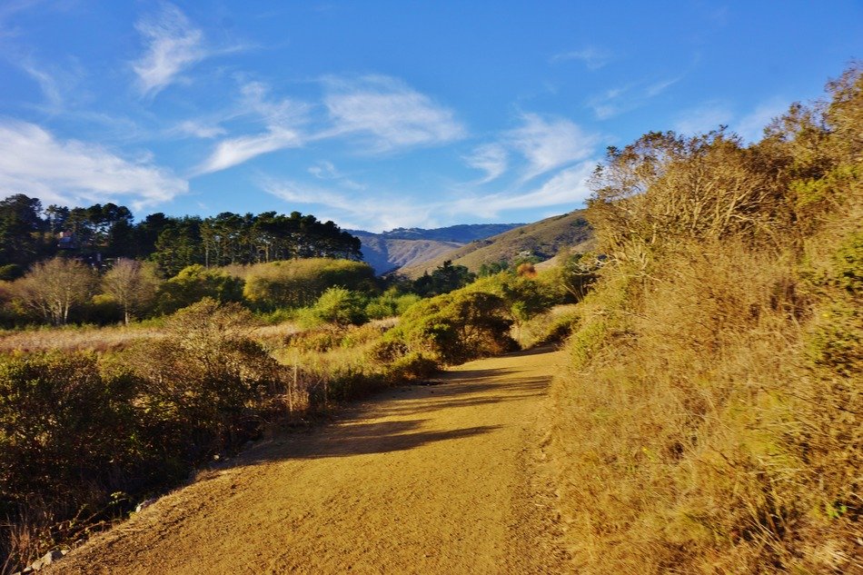 landscape of wildlife in California