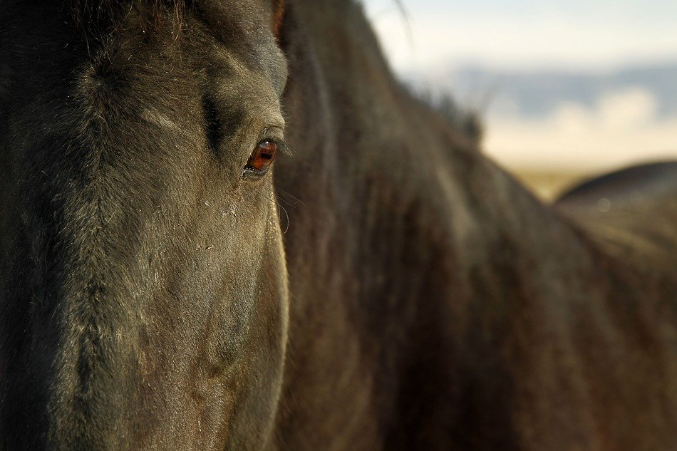 Portrait of the horse